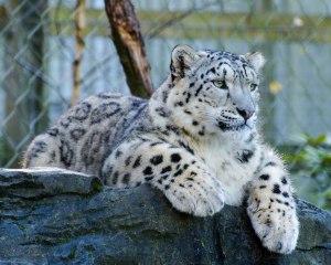 Snow Leopards 3