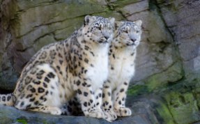 Snow Leopards 2