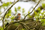 Chaffinch - singing his heart out
