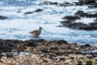 Curlew